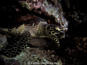 This shot is of a sea turtle.  The shot was taken on a ni... by Katherine Mckelvey 